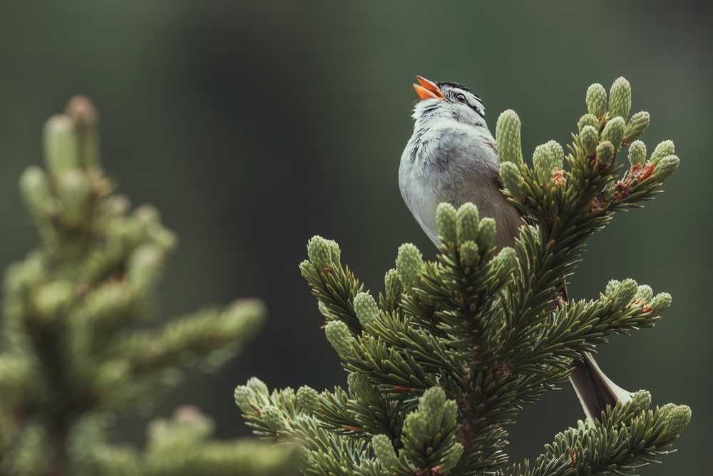 bird singing