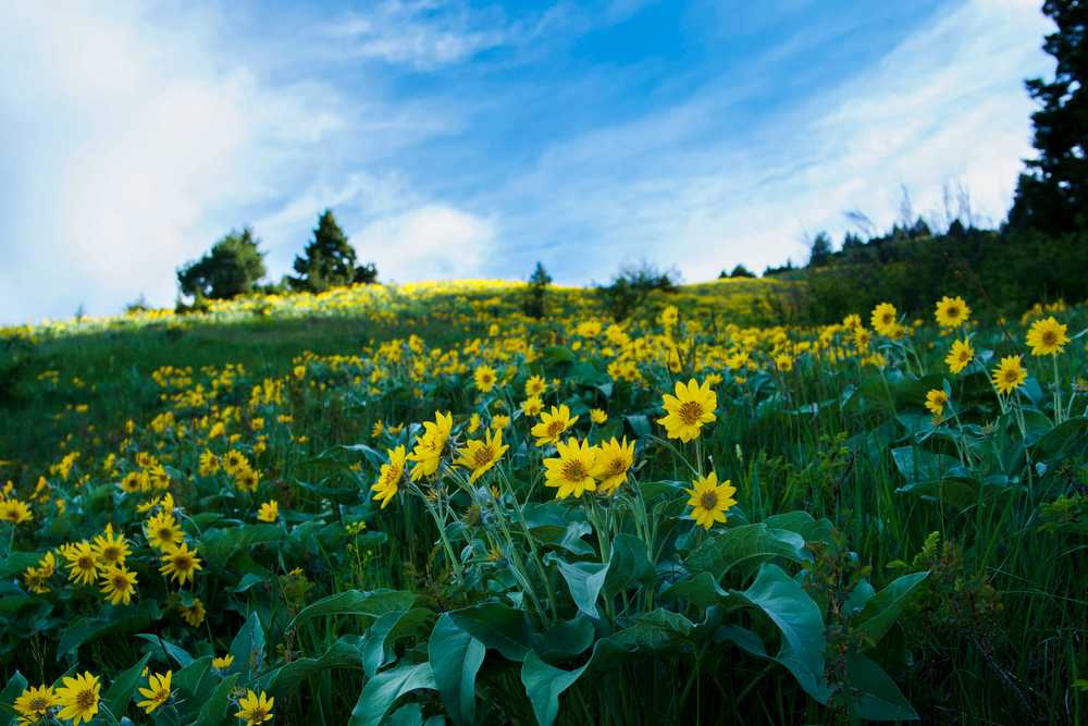 field of sunflowers