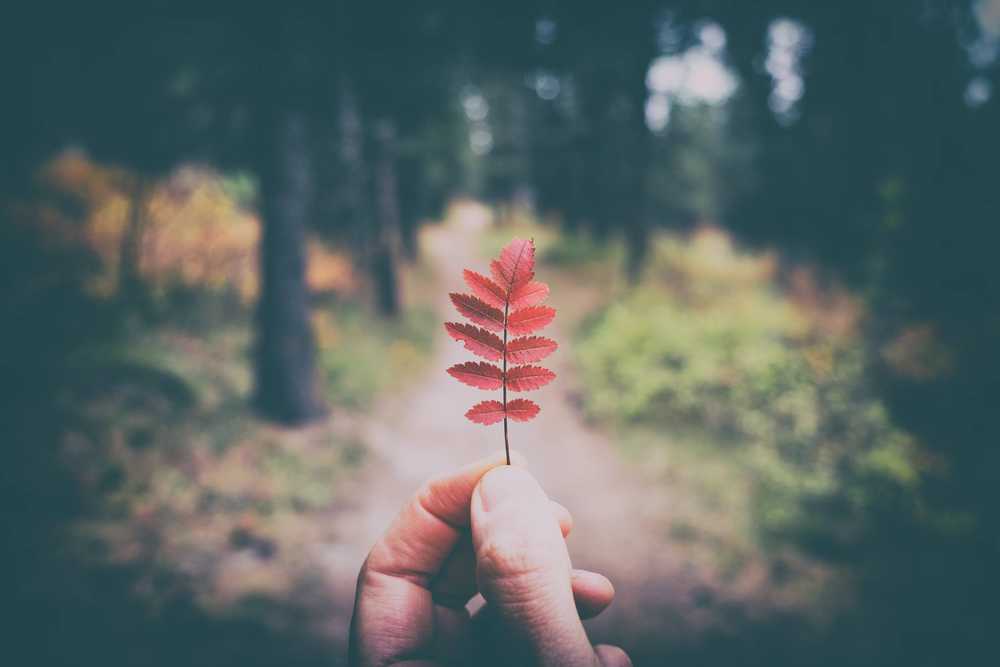 holding red autumn leaf on trail