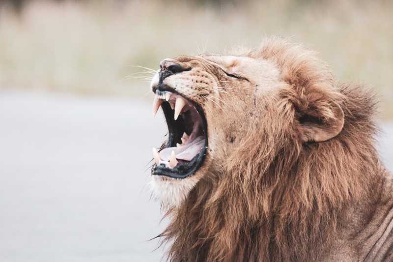 The Roar of a Gentle Heart