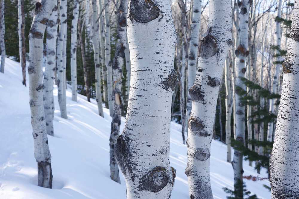 aspens
